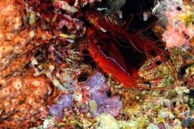 Kayalarda güzel bir elektrikli istiridye resmi.