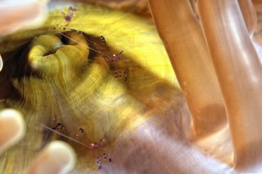 Güzel bir karides resmi.