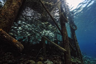 İskelenin altındaki balık sürülerinin resmi.