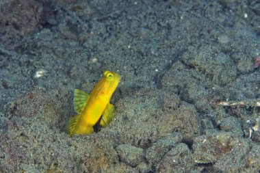 Kumda sarı bir karides goby resmi.