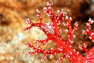 Yumuşak bir mercan üzerinde güzel bir cypraea resmi.