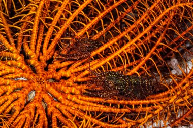 Stimpson 'un çıtırdayan karidesinin resmi.