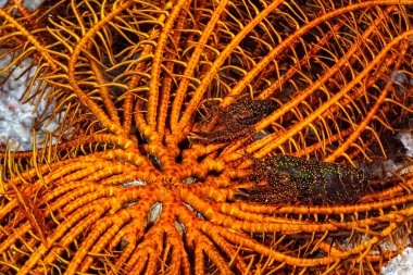 Stimpson 'un çıtırdayan karidesinin resmi.