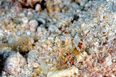 Güzel bir Ambon karidesinin resmi.