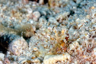 Güzel bir Ambon karidesinin resmi.