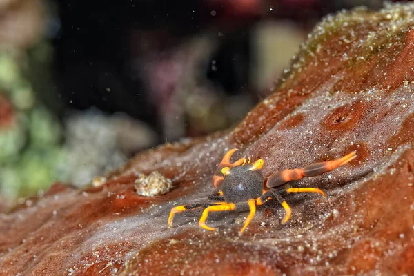 Una Foto Hermoso Cangrejo Coral Negro Coral —  Fotos de Stock