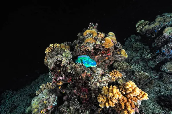 Egy Kép Egy Korallban Alvó Papagájhalról — Stock Fotó