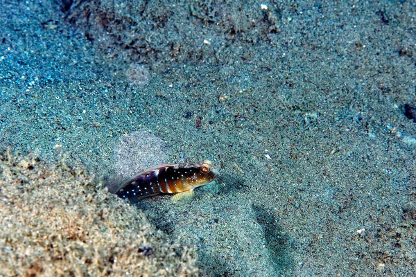 Picture Blue Spotted Shrimp Goby Sand — Stock Photo, Image