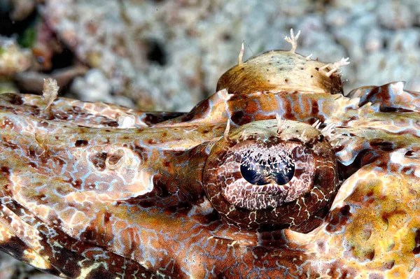 Picture Crocodilefish Resting Bottom — Stock Photo, Image