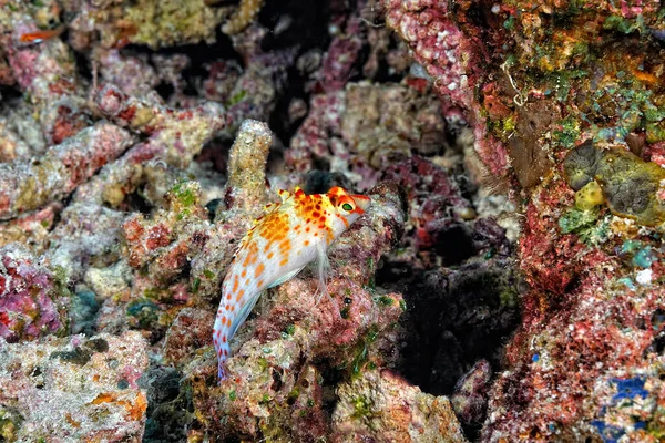 Picture Hawkfish Coral — Stock Photo, Image