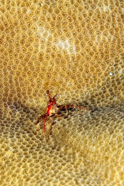 Une Photo Étrange Crabe Sur Corail — Photo