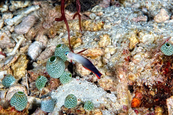 Picture Beautiful Purple Fire Goby — Stock Photo, Image