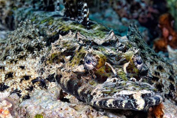 Een Schilderstuk Van Een Krokodil Rustend Bodem — Stockfoto