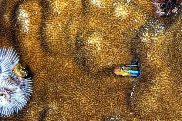 Beautiful Picture Tiny Blenny Coming Out Its Lair — Stock Photo, Image