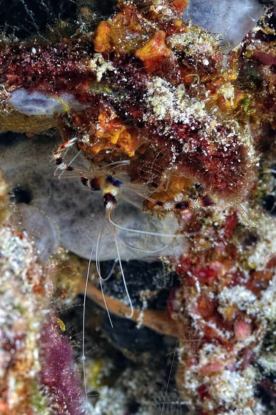 Picture Beautiful Banded Coral Shrimp — Stock Photo, Image