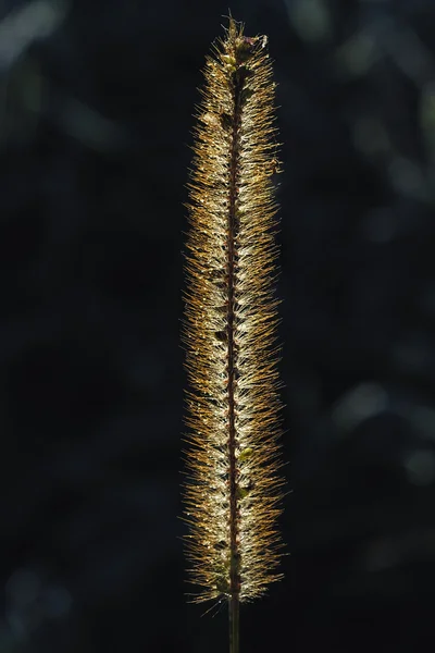 Naturaleza — Foto de Stock