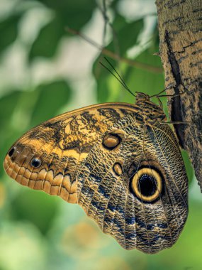 A beautiful brown butterfly with yellow and black eye attached on a wall