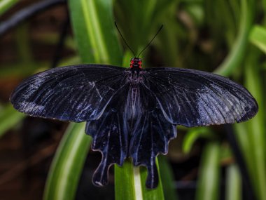 A beautiful photo of a Great Mormon with the open wings resting on a leaf