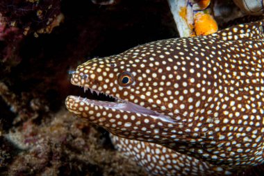 Beyaz ağızlı moray ininden çıkıyor.