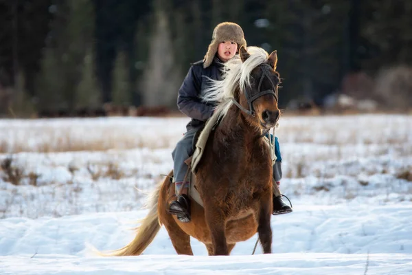 Khoytogol Buryatia Russia December 2020 Young Siberian Rider Horse Winter — Φωτογραφία Αρχείου