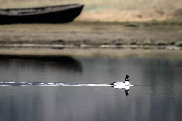 Wild Duck Swims Morning Reflection — Stockfoto