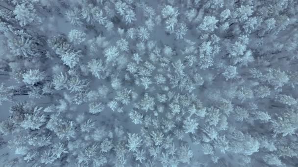 Pohled Shora Zimní Borový Les Větrného Počasí Záznam Dronů — Stock video