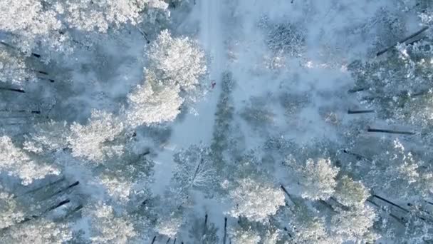 Vista Superior Uma Pessoa Que Anda Floresta Nevada — Vídeo de Stock