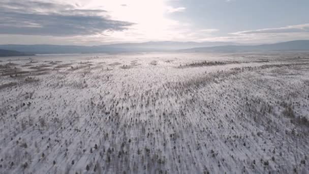 Luftaufnahme Eines Schneebedeckten Feldes Mit Bäumen Morgen — Stockvideo
