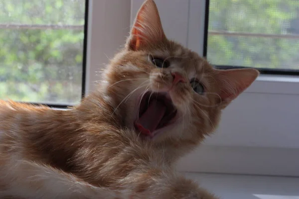 Yavru Kedi Tatlı Esnemeler — Stok fotoğraf