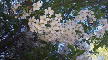 Baharda kiraz çiçekleri açar.