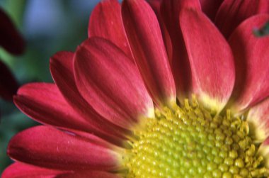 Makro Kırmızı Papatya Çiçeği