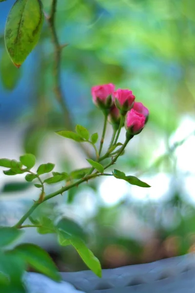 Kwiaty Bliska Wyblakłe — Zdjęcie stockowe