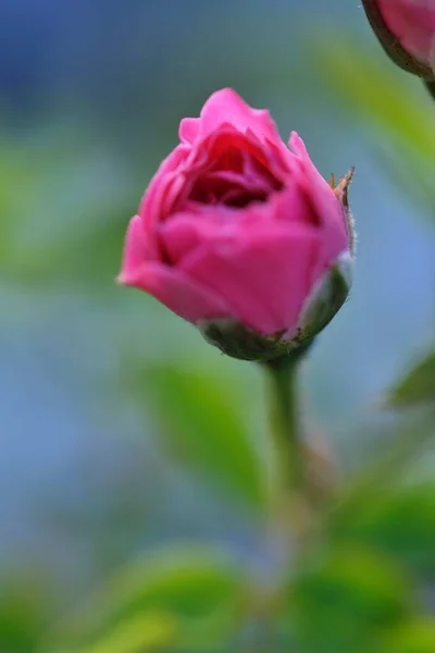 Kwiat Zbliżeniu Wyblakłe Tylne Podłoże — Zdjęcie stockowe