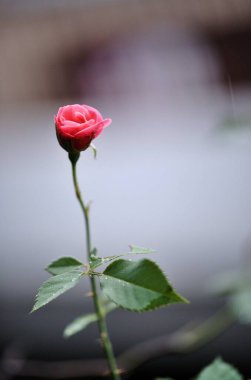 Pembe Küçük Gül Bud