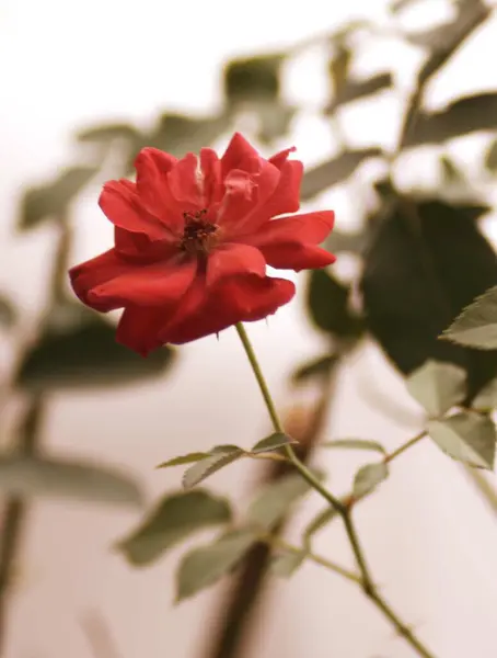 Makro Ciemnoróżowa Róża — Zdjęcie stockowe
