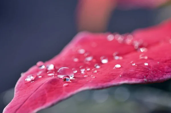 Gotas Agua Sobre Hoja Roja — Foto de Stock