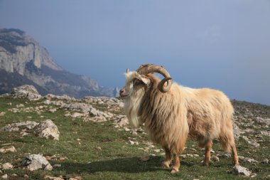 dağ keçisi