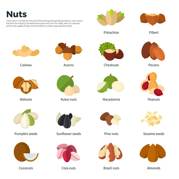 Nuts collection isolated on white — Stock Vector