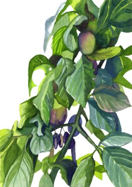 El çizimi suluboya meyve eriği çizimi tasarım için beyaz arkaplanda izole edilmiş