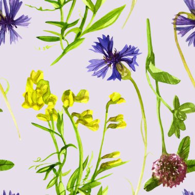 Kır çiçeklerinin pürüzsüz deseni. Mısır çiçekleri. Çiçek açan bezelye yoncası suluboya.