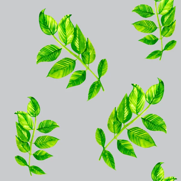 Акварель из листьев шиповника — стоковое фото