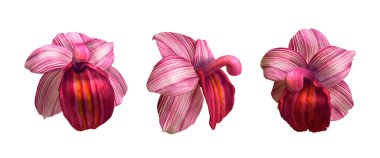 3d hacimli orkide seti.