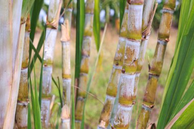 Şeker kamışı SAP alan büyür