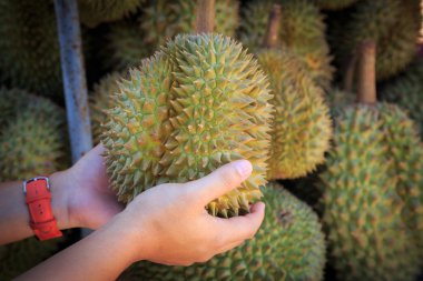 Durian meyve Market Tayland