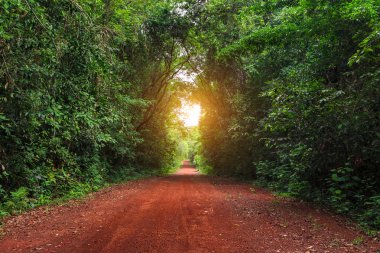 Yeşil orman yolu ve güneş ışığı ile