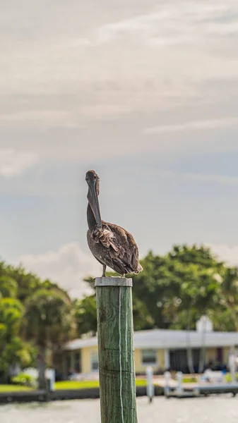 Tahta yığının tepesinde oturan kahverengi bir Pelikan gagasıyla kanadını kaşır. — Stok fotoğraf