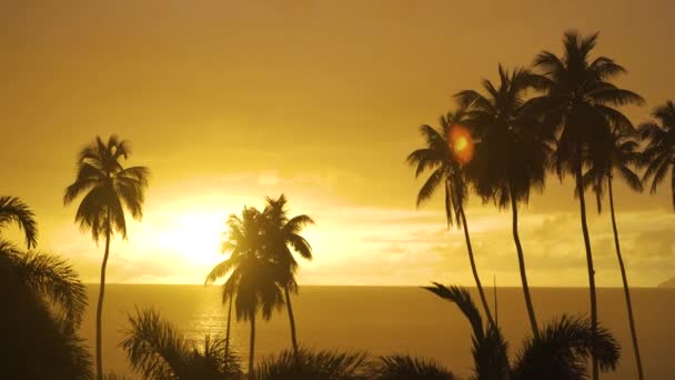 Lluvia tropical al atardecer con un grupo de palmeras al fondo — Vídeos de Stock