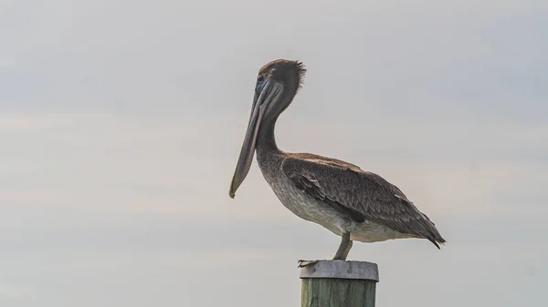 A brown Pelican sitting on top of a wooden pile — Stock Photo, Image