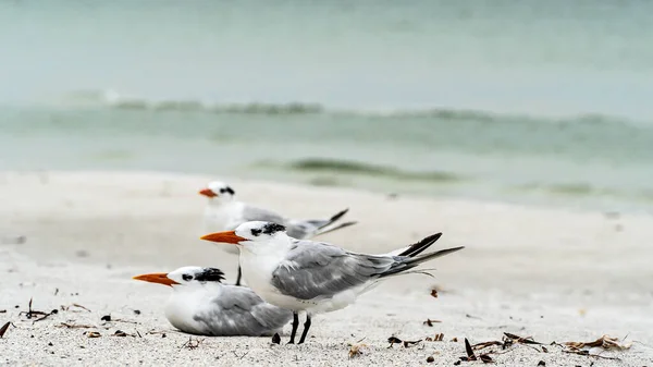 Troupeau de Sternes royales debout le long du rivage un en vol — Photo