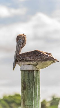 Kahverengi Pelikan, bulutlu gökyüzüne karşı ahşap bir rıhtımın tepesinde tünemekte.